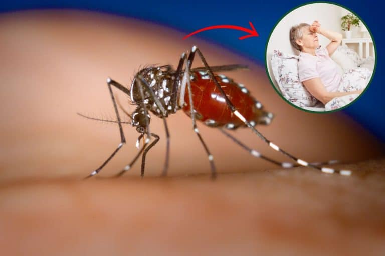 quanto-tempo-depois-da-picada-aparecem-os-sintomas-da-dengue?-veja