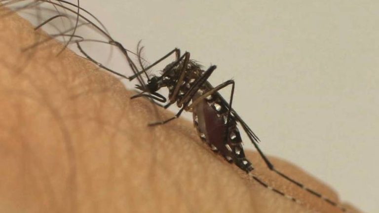 casos-de-chikungunya-disparam-42%-em-meio-a-epidemia-de-dengue