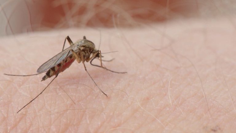 brasil-ultrapassa-1-milhao-de-casos-provaveis-e-registra-214-mortes-por-dengue-em-2024